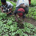 People tend to crops in Western Uganda