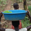 Woman carries a tub of produce on her head in Western Uganda