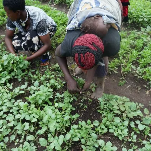People tend to crops in Western Uganda